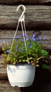 Blue flowers in a flower pot